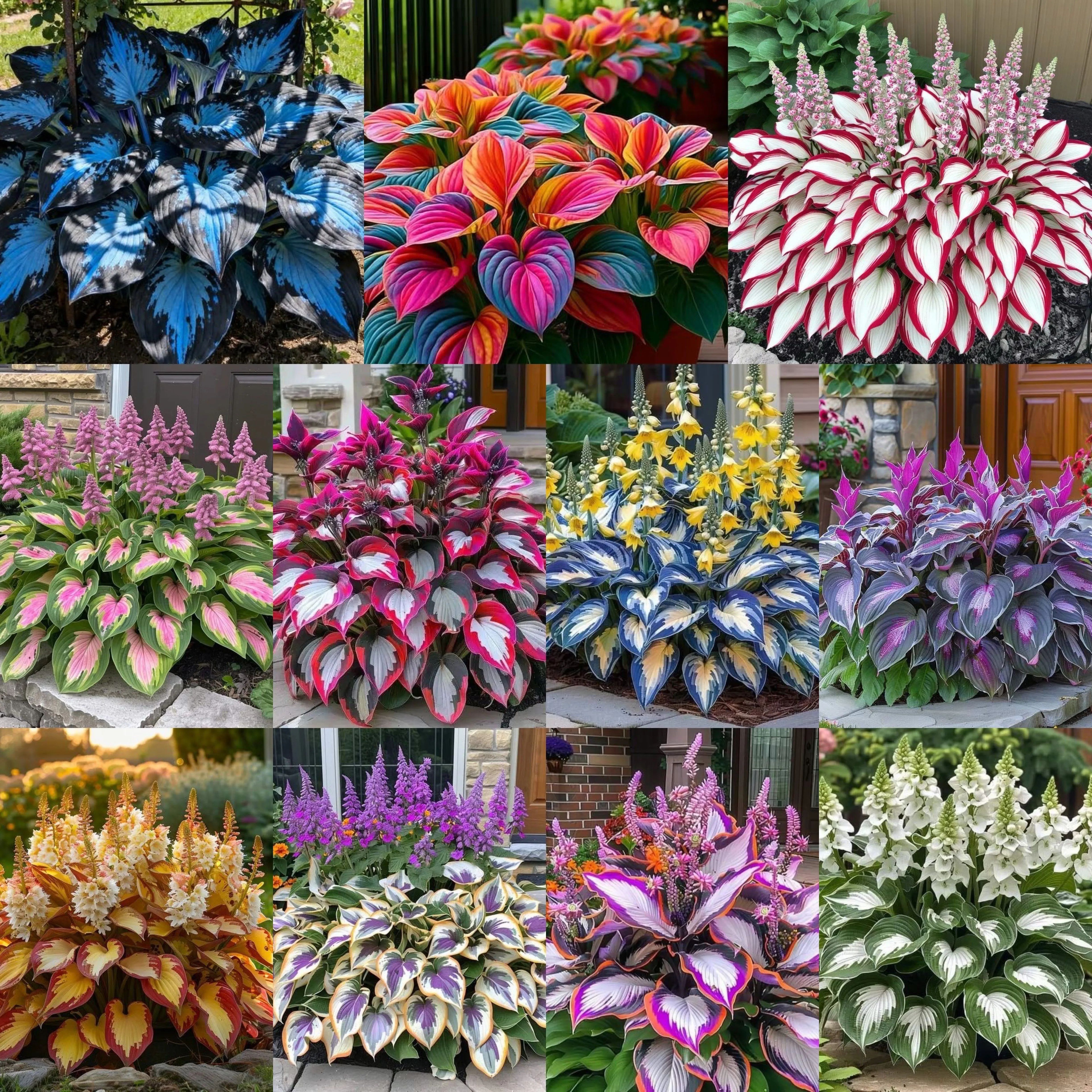 💥LAST DAY SALE 50%OFF💥🌿Premium Rare Hosta Seeds